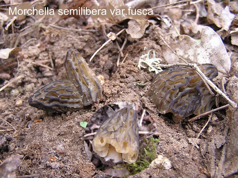Morchella semilibera var.fusca-amf2089.jpg - Morchella semilibera var.fusca ; Syn: Mitrophora fusca ; Non français: Morillon de forme sombre